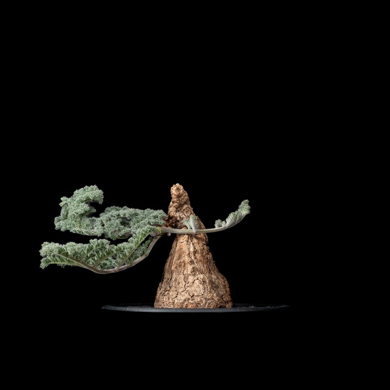 ペラルゴニウム トリステ / Pelargonium triste #10 | Ducks (