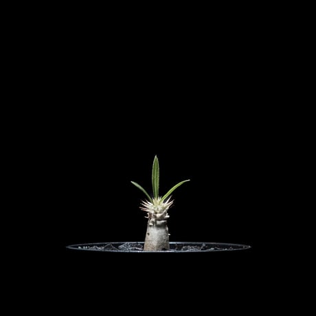 パキポディウム グラキリス / Pachypodium rosulatum var. gracilius #6