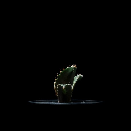 アガベ チタノタ 白鯨 / Agave titanota ‘White Whale’ #55