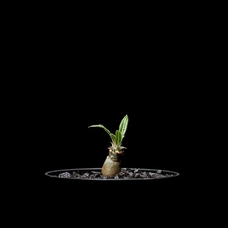 パキポディウム グラキリス / Pachypodium rosulatum var. gracilius #4