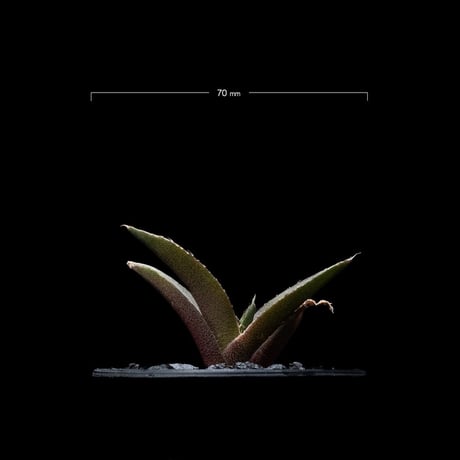 アガベ チタノタ 黒豹・ダイヤモンド / Agave titanota ‘Black Panther’ #1