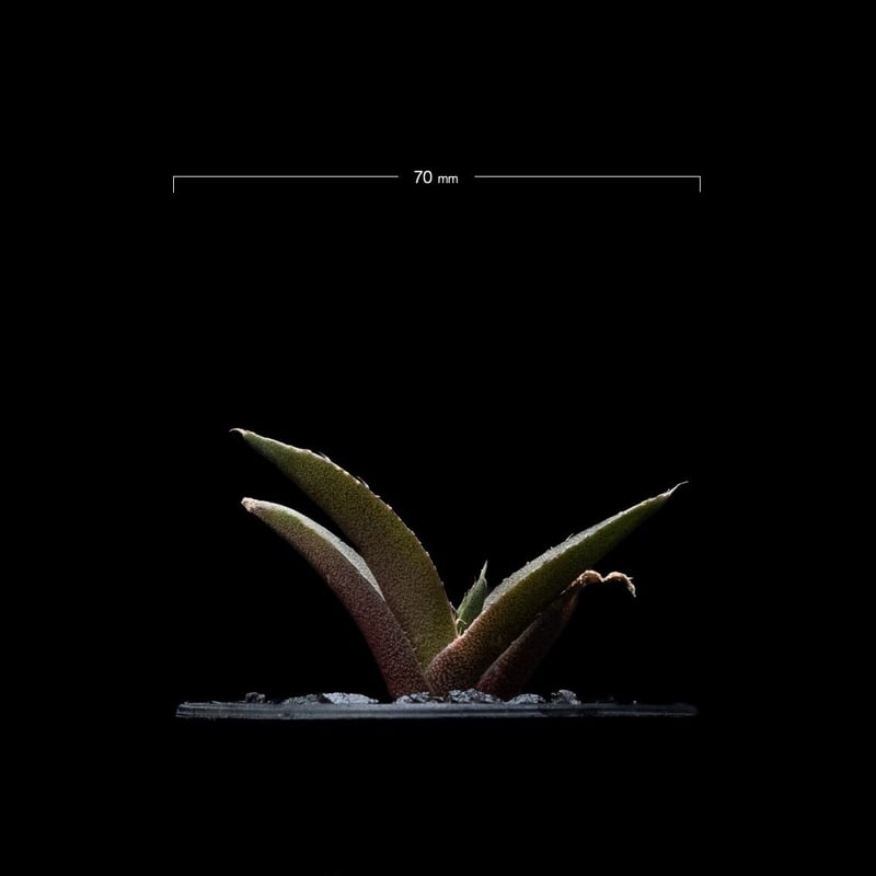 アガベ チタノタ 黒豹・ダイヤモンド / Agave titanota 'Black