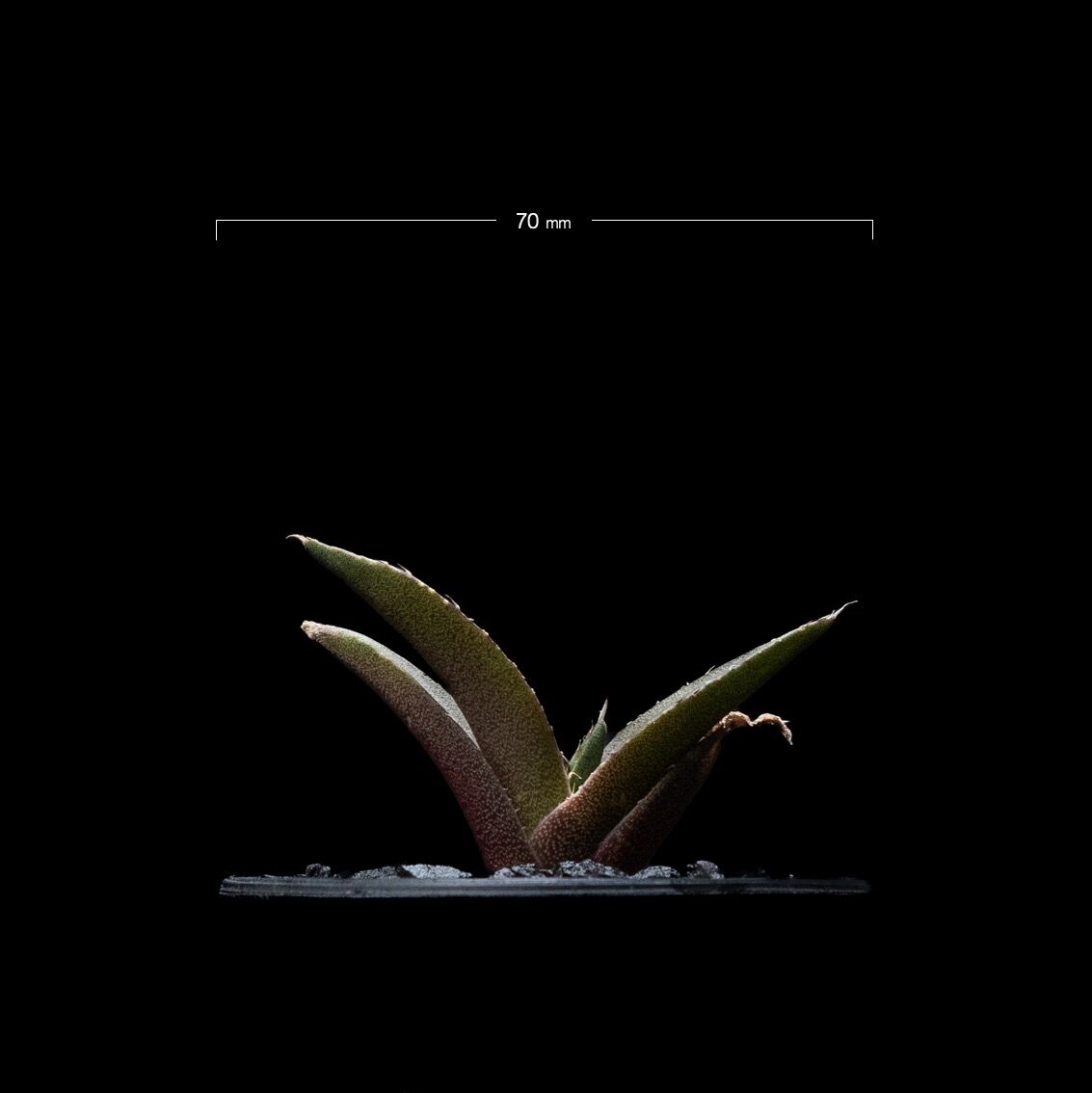 アガベ チタノタ 黒豹・ダイヤモンド / Agave titanota 'Black