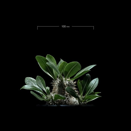パキポディウム デンシカウレ / Pachypodium densicaule #12