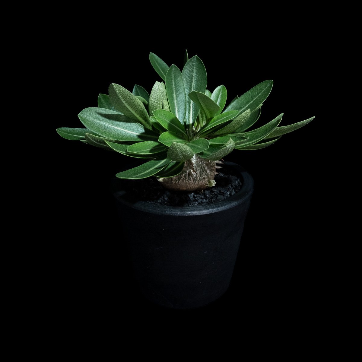 パキポディウム ブレビカウレ / Pachypodium brevicaule #11 | D