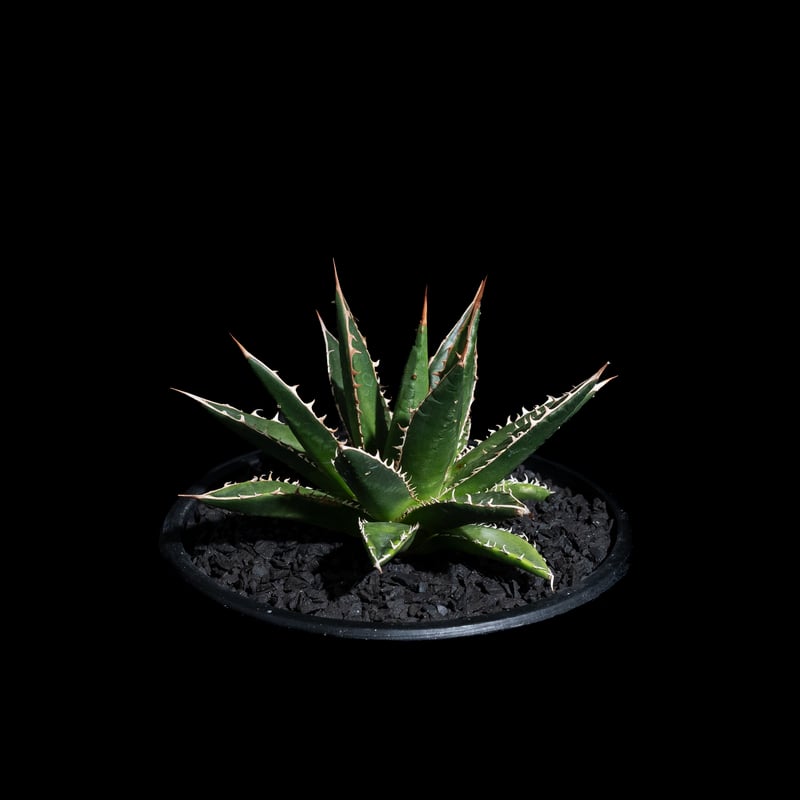 アガベ ホリダ / Agave horrida ssp. horrida #1 | Ducks