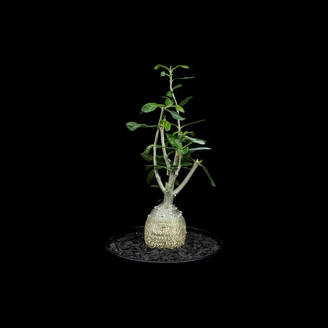 フォッケア エデュリス / Fockea edulis #6