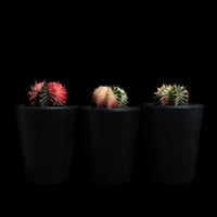 ギムノカリキウム ミハノビッチ 緋牡丹錦 / Gymnocalycium mihanovichii 'Hibotan Nishiki' #23#24#25（3set）