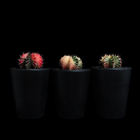 ギムノカリキウム ミハノビッチ 緋牡丹錦 / Gymnocalycium mihanovichii 'Hibotan Nishiki' #23#24#25（3set）