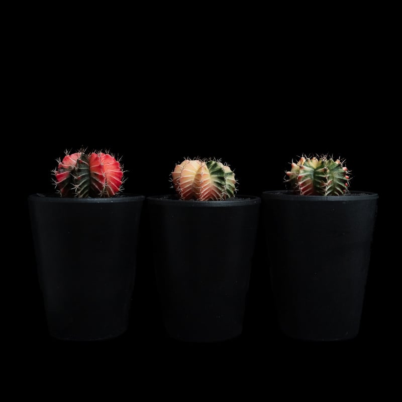 ギムノカリキウム ミハノビッチ 緋牡丹錦 / Gymnocalycium mihanovich