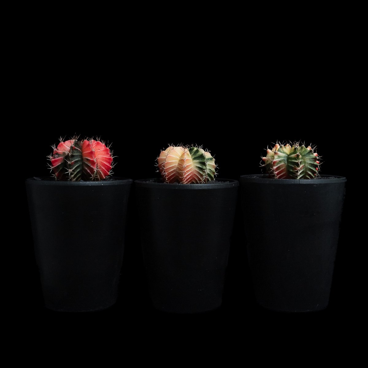 多肉植物　ギムノカリキウム　ミハノビッチ錦　微根 ギムノカリキウム ミハノビッチ 実生【発根管理中】緋牡丹錦