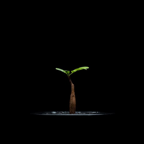 センナ メリディオナリス / Senna meridionalis #18