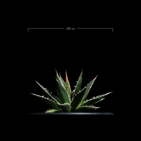 アガベ ホリダ / Agave horrida ssp. horrida #1