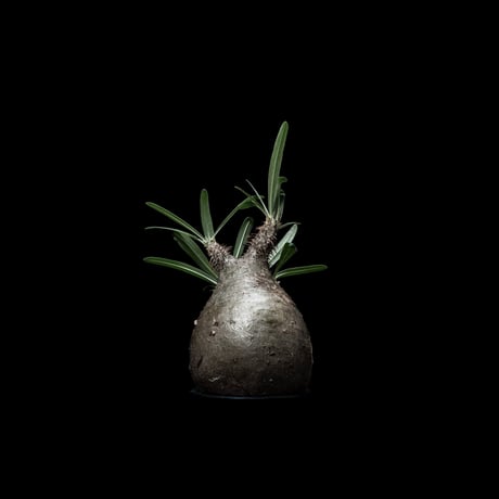 パキポディウム グラキリス / Pachypodium rosulatum var. gracilius #30
