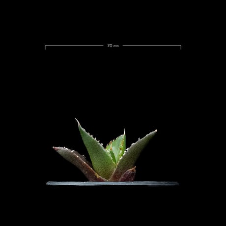 アガベ チタノタ ハデス / Agave titanota ‘Hades’ #13