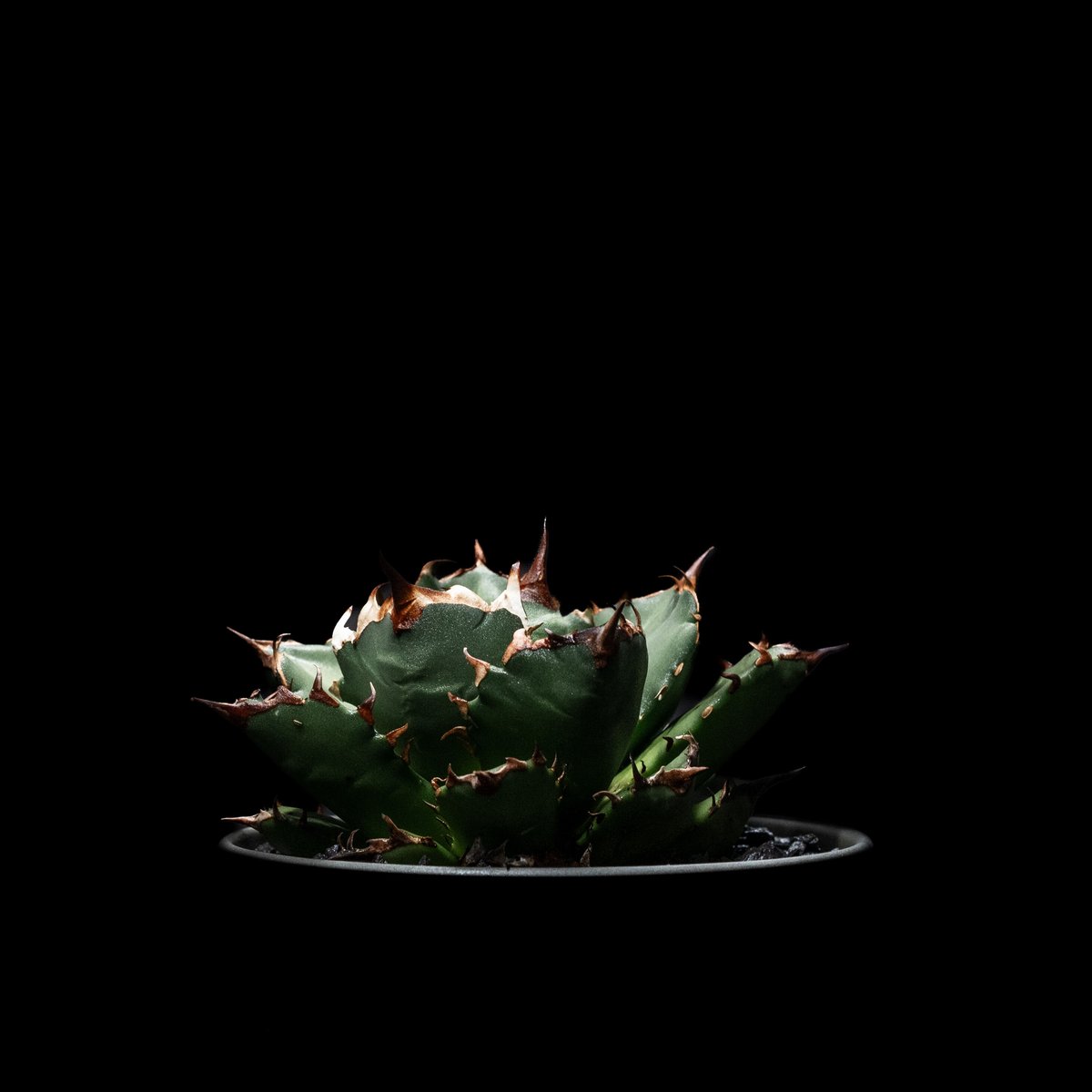 アガベ チタノタ 姫厳竜 / Agave titanota 'Dwarf' | Ducks ( アガベ チタノタ 姫厳竜 / Agave titanota 'Dwarf' | Ducks (