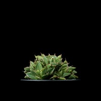 アガベ 王妃笹の雪 A型 白覆輪斑 ピンキー / Agave filifera var. co