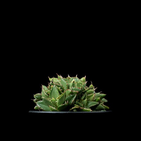 CATEGORY チタノタ フィリグリー | Ducks ( plants. ) CATEGORY チタノタ フィリグリー | Ducks ( plants. )