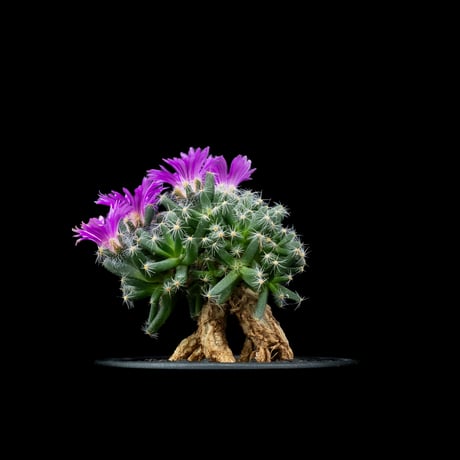 トリコディアデマ デンサム / Trichodiadema densum #6