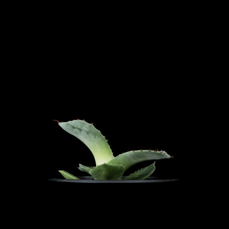 アガベ パリー トルンカータ / Agave parryi var. truncata #3