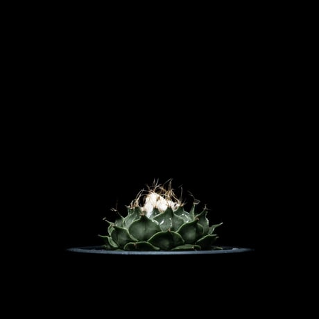 オブレゴニア デニグリー / Obregonia denegrii #3