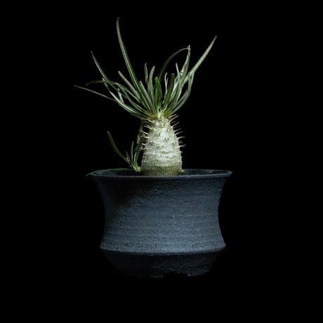 パキポディウム グラキリス / Pachypodium rosulatum var. gracilius #93