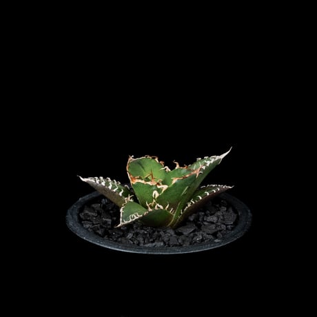 アガベ チタノタ シーザー / Agave titanota ‘Caesar’ #45
