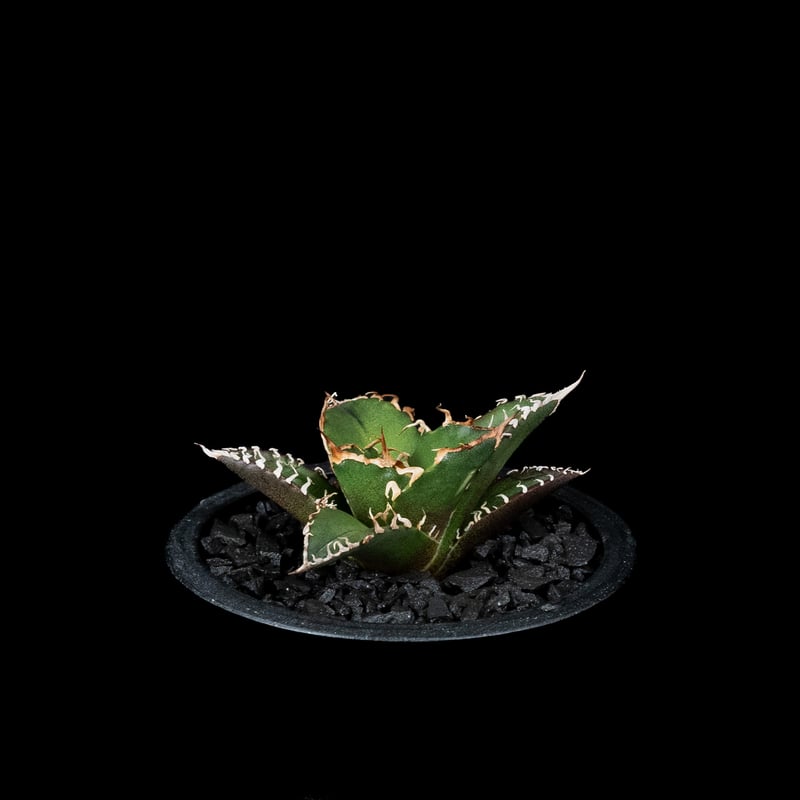 アガベ チタノタ シーザー / Agave titanota 'Caesar' #45 | D