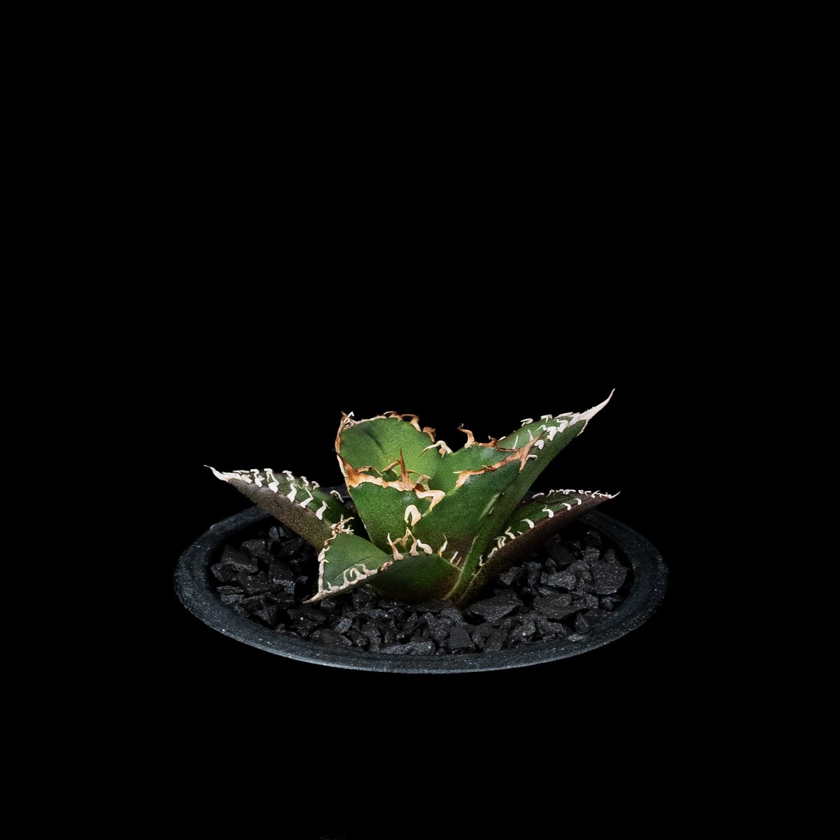 アガベ チタノタ シーザー / Agave titanota 'Caesar' #45 | D