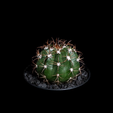 メロカクタス マタンザナス / Melocactus matanzanus #1