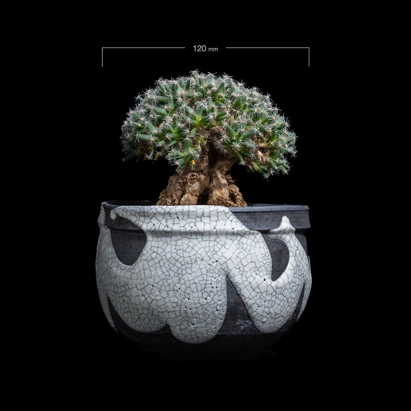 トリコディアデマ デンサム / Trichodiadema densum #25 | Duck