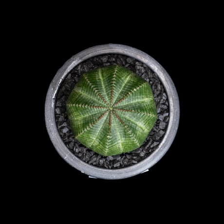 ユーフォルビア オベサ / Euphorbia obesa #21