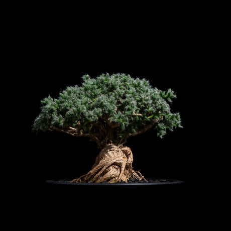 トリコディアデマ ブルボスム / Trichodiadema bulbosum #28