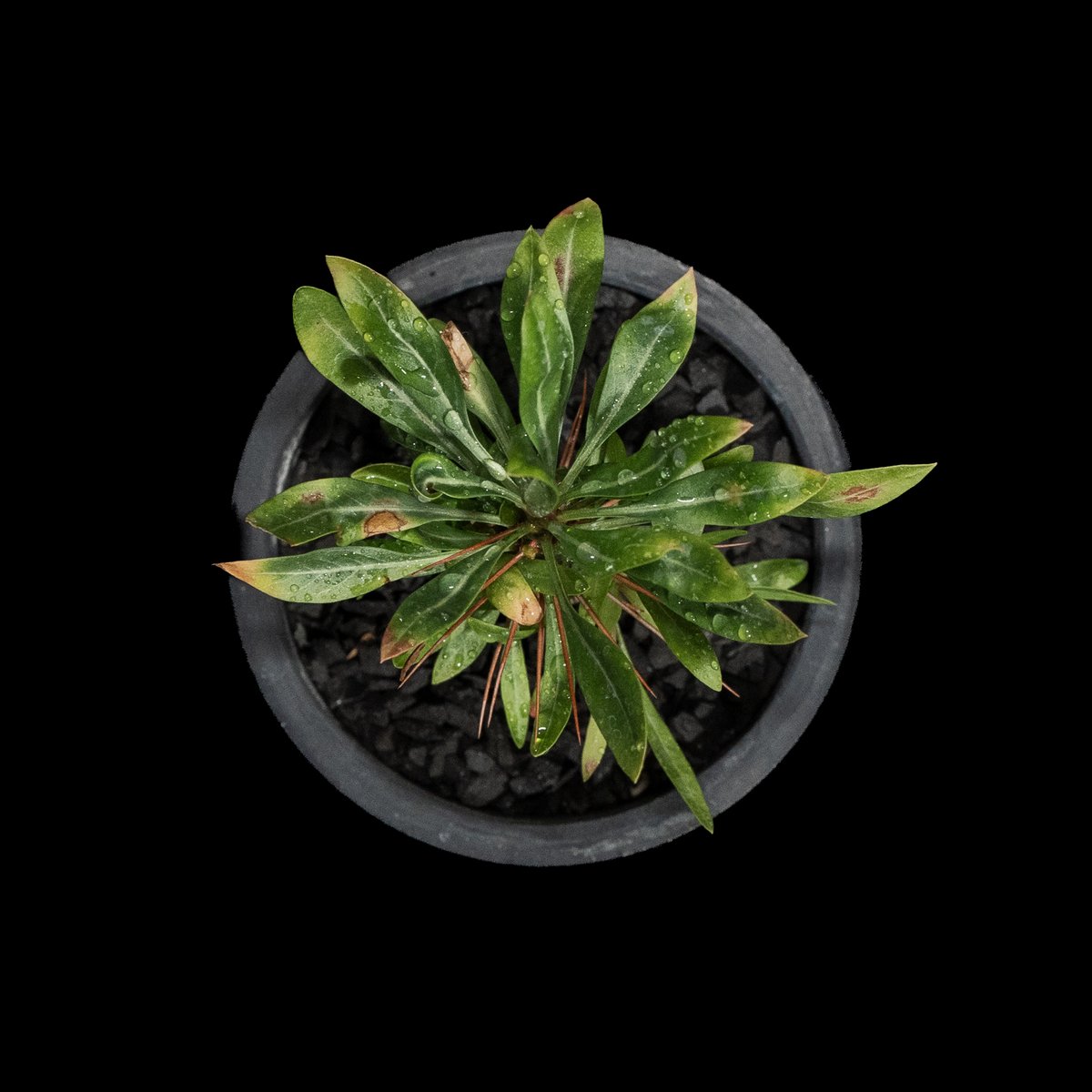 フォークイエリア プルプシー / Fouquieria purpusii #1 | Ducks