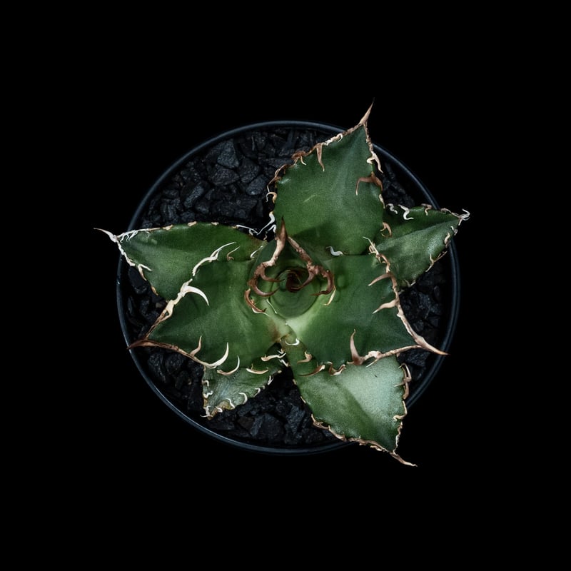 アガベ チタノタ シーザー / Agave titanota 'Caesar' #6 | Du