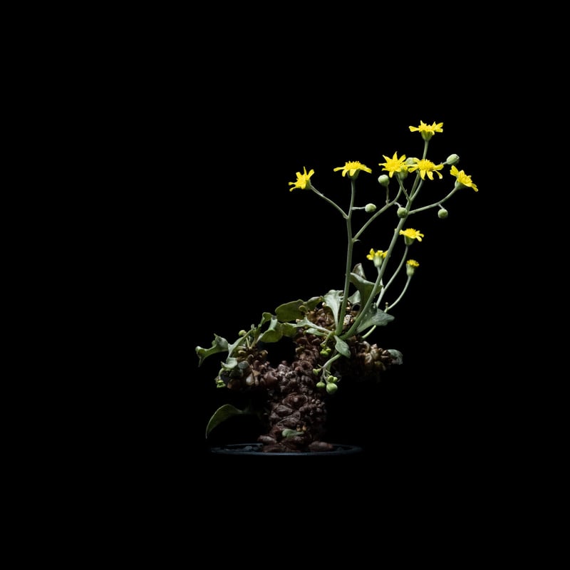 オトンナ ヘレー / Othonna herrei #1 | Ducks ( plants. )