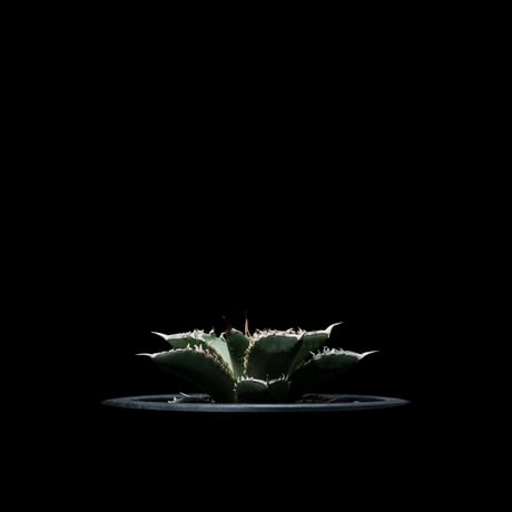 アガベ チタノタ 海王 / Agave titanota ‘Sea King’ #1