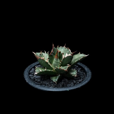 アガベ チタノタ 姫厳竜 / Agave titanota ‘Dwarf’ #5