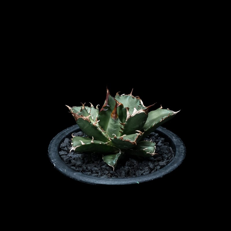 アガベ チタノタ 姫厳竜 / Agave titanota 'Dwarf' #5 | Duck
