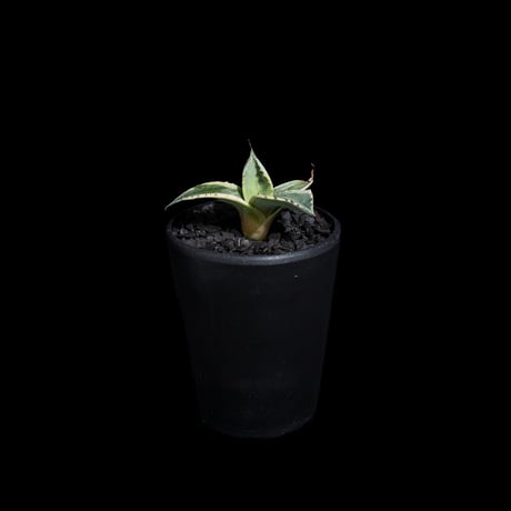 アガベ パリー トルンカータ オリザバ / Agave parryi var. truncata variegated 'Orizaba' #1