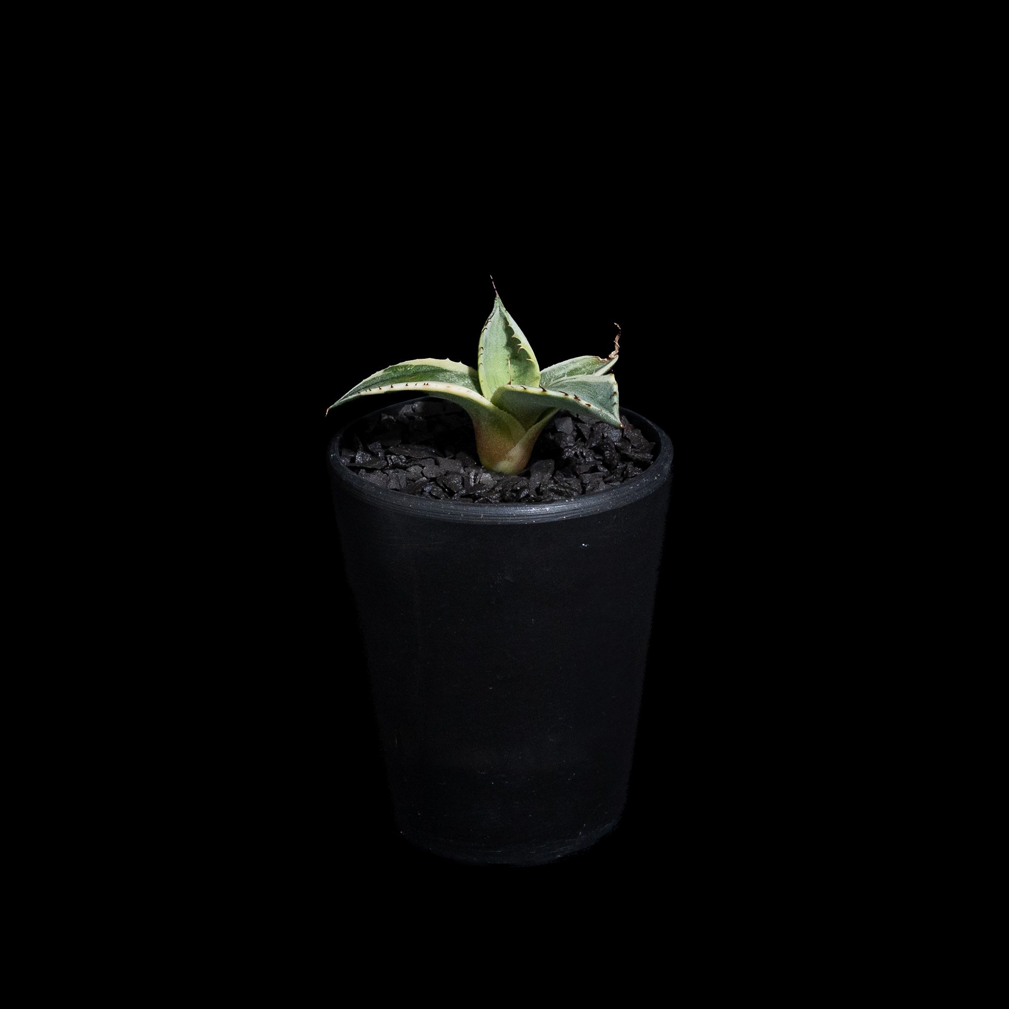 アガベ パリー トルンカータ オリザバ / Agave parryi var. truncat
