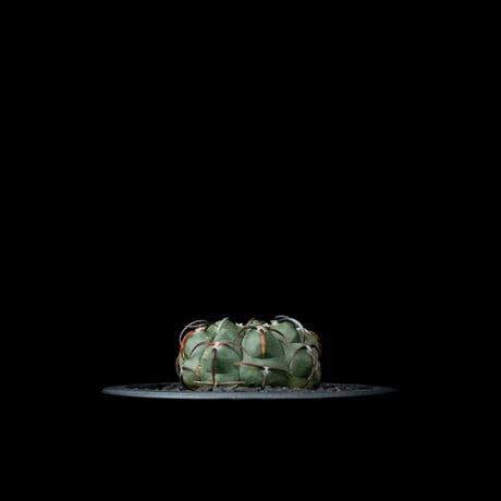 ギムノカリキウム バッテリー / Gymnocalycium vatteri
