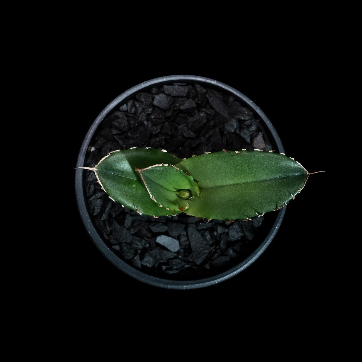 アガベ チタノタ 白犀牛 カキ仔 / Agave titanota 'White Rhino'