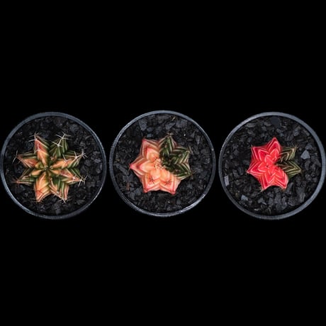 ギムノカリキウム ミハノビッチ 緋牡丹錦 / Gymnocalycium mihanovichii 'Hibotan Nishiki' #7#8#9（3set）