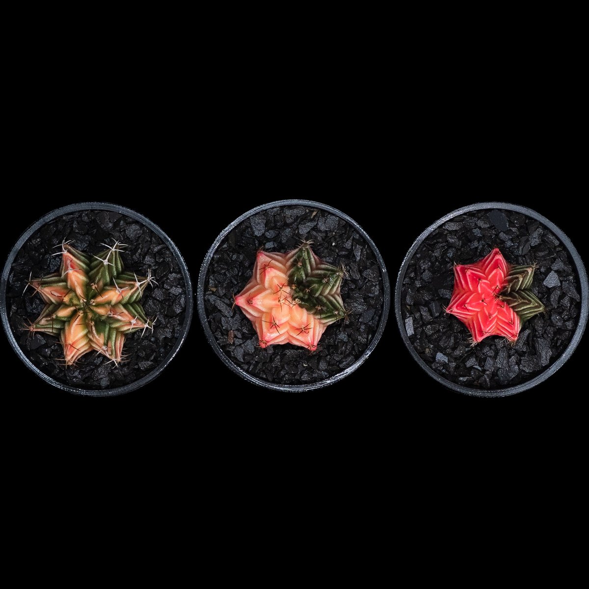 ギムノカリキウム ミハノビッチ 緋牡丹錦 / Gymnocalycium