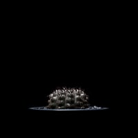 ギムノカリキウム 黒刺鳳頭 / Gymnocalycium asterium