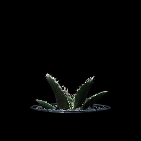 アガベ チタノタ 白鯨 / Agave titanota ‘White Whale’ #18
