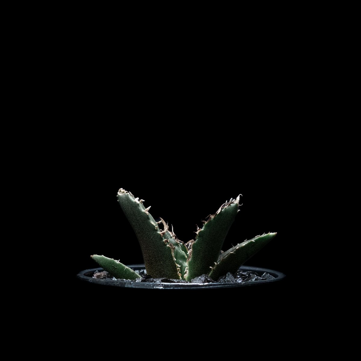 アガベ ドラゴンクロー オテロイ チタノタ ボール状 アガベ ドラゴンクロー オテロイ チタノタ ボール状 【ボールアガベ