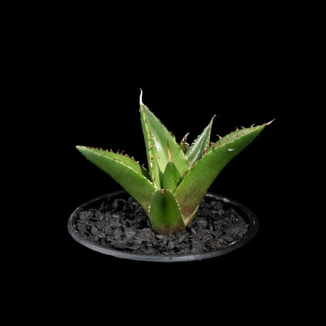 アガベ チタノタ ハデス / Agave titanota ‘Hades’ #16