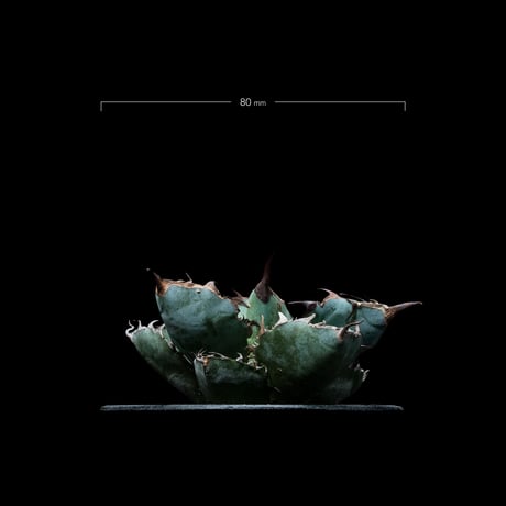 アガベ チタノタ ブラック&ブルー / Agave titanota ‘Black & Blue’ #5